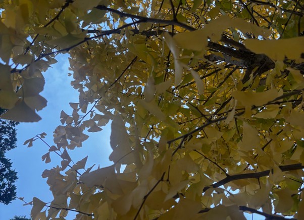 第318回学生ブログ【29きゅうDiary】「布団から出られない季節」