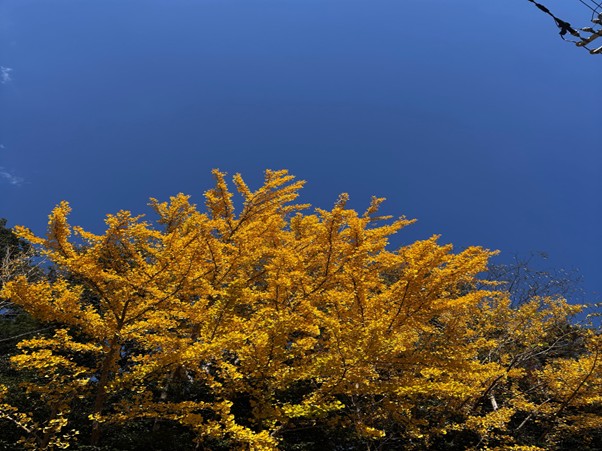 第322回学生ブログ【29きゅうDiary】「稽古場が教えてくれたこと」