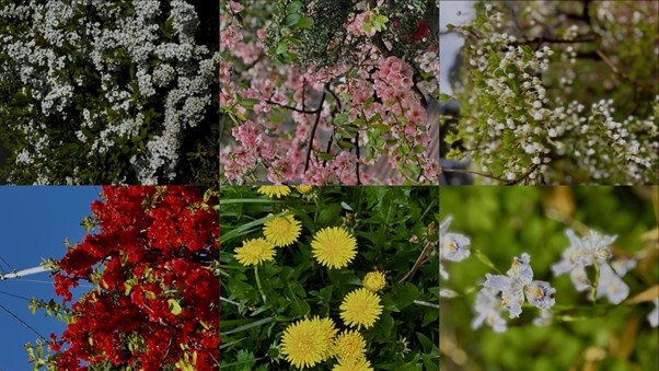 第356回学生ブログ【29きゅうDiary】「ムンクが叫んだ春に踊る。」